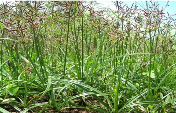 Hương phụ (Cỏ Gấu - Cyperus rotundus L.)